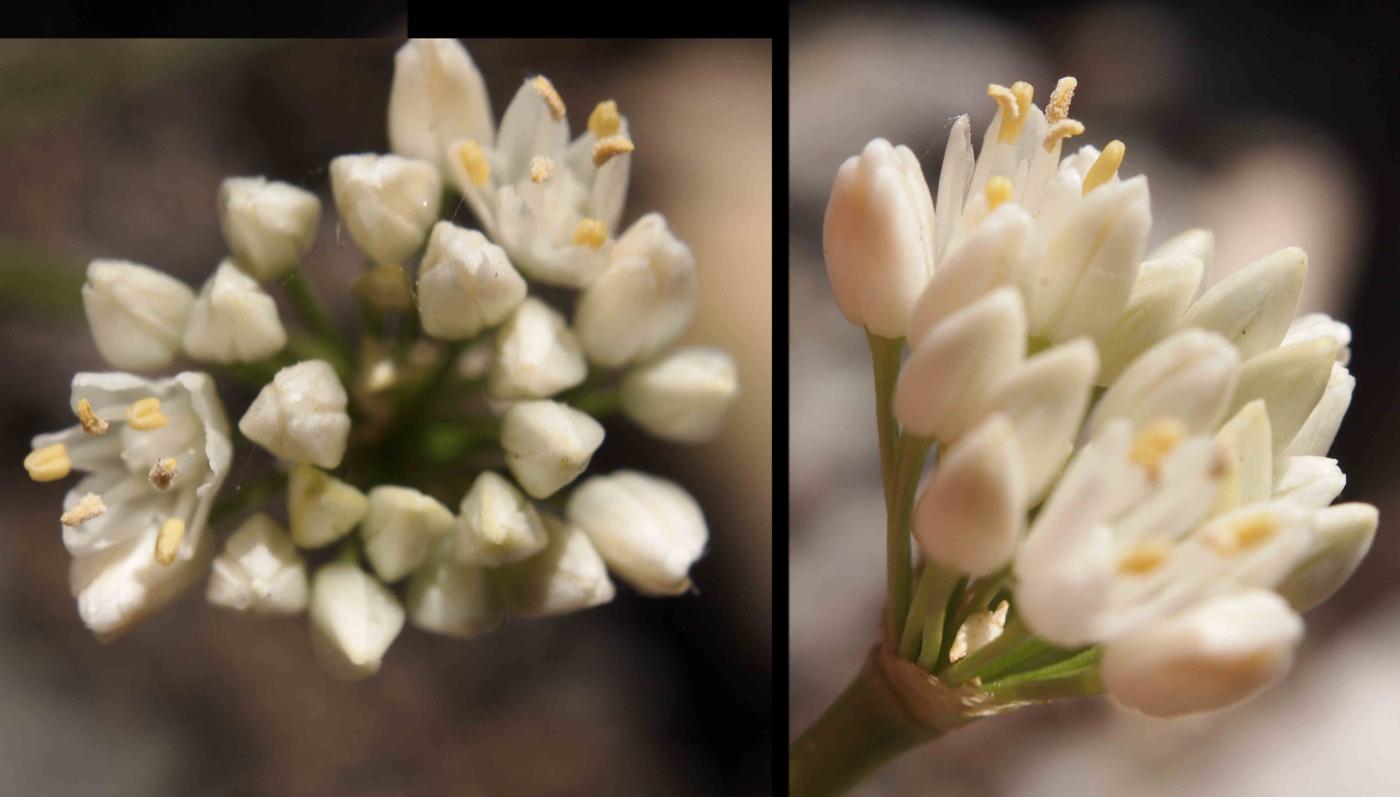 Garlic, Mountain var. albino flower